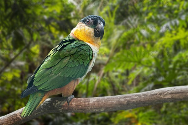 Black-headed parrot