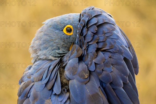 Hyacinth macaw