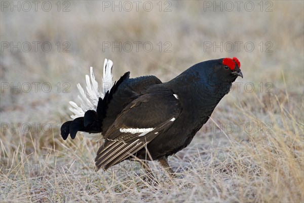 Black grouse