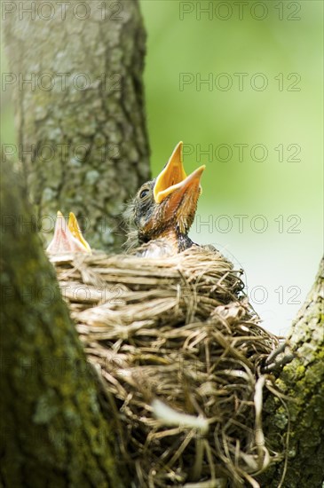 Hungry American Robin