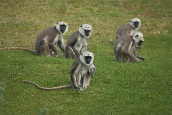 Group northern plains gray langur