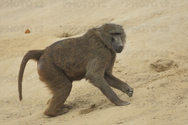 Anubis baboon