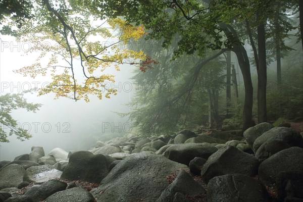 Landscape with fog