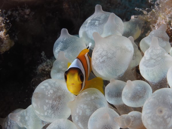 Juvenile red sea clownfish