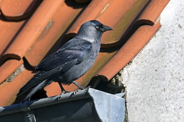 Western Jackdaw