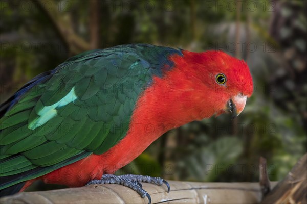 Australian king parrot