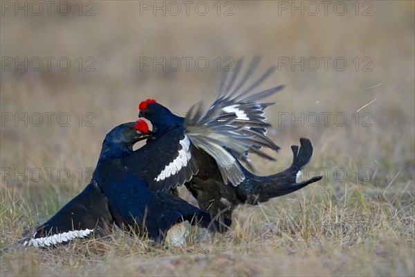 Black grouse