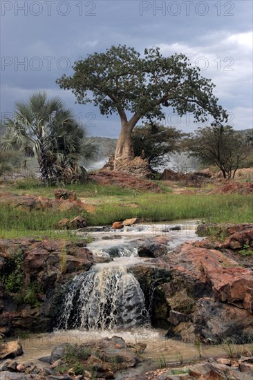 Palm trees and baobab