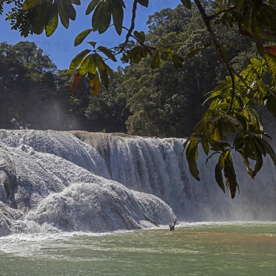 Cascadas de Agua Azul