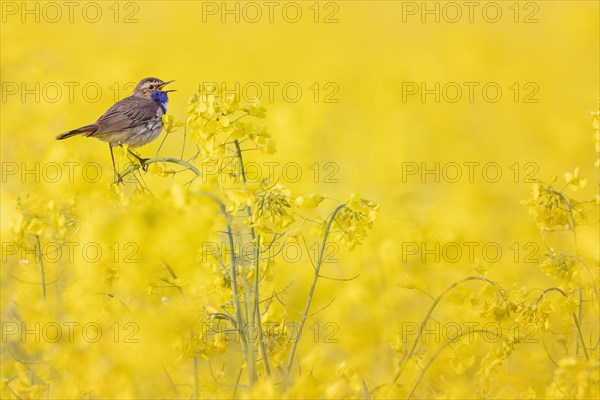 Bluethroat