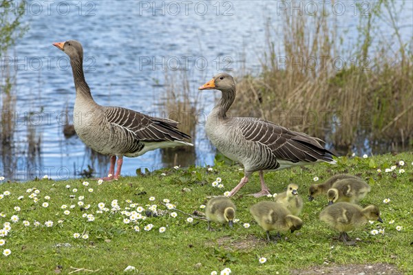 Greylag geese