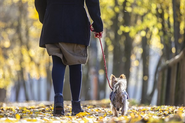 A walker with a dog