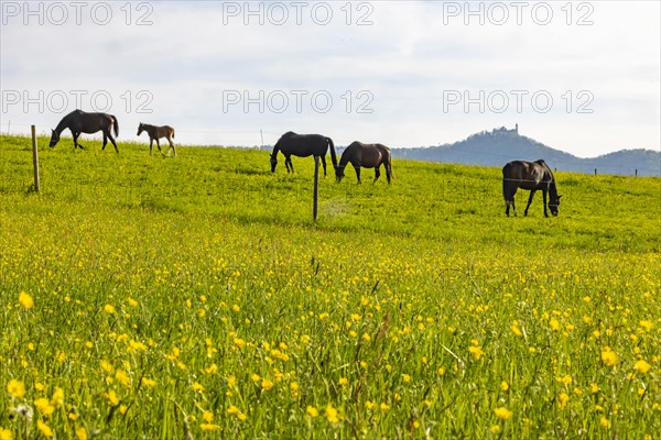 Horses in a paddock