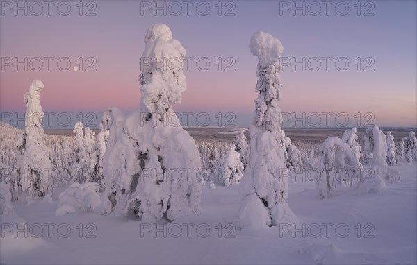 Full moon with day-night boundary and snow-covered trees over Pyhae-Luosto National Park