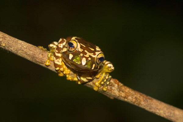 Juvenile Madagascar frog