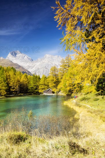 Yellow-coloured larches in autumn at Lake Palpuogna