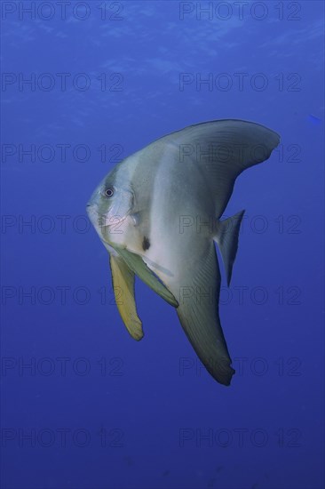 Juvenile roundhead batfish