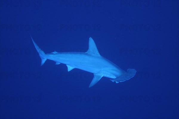 Scalloped hammerhead