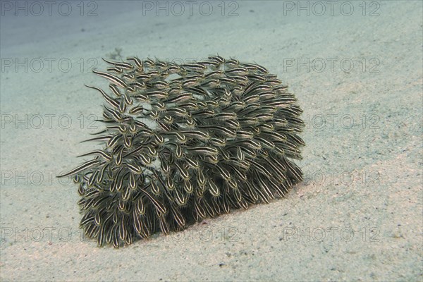 Group of juvenile striped eel catfish