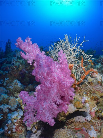 Hemprich's Tree Coral