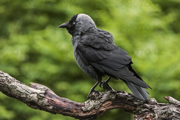 Western Jackdaw