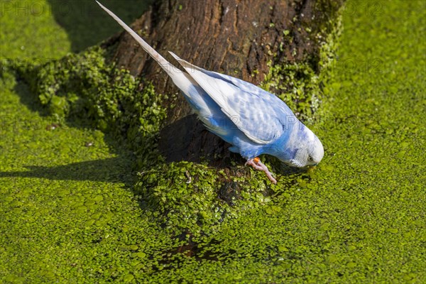 Blue budgerigar