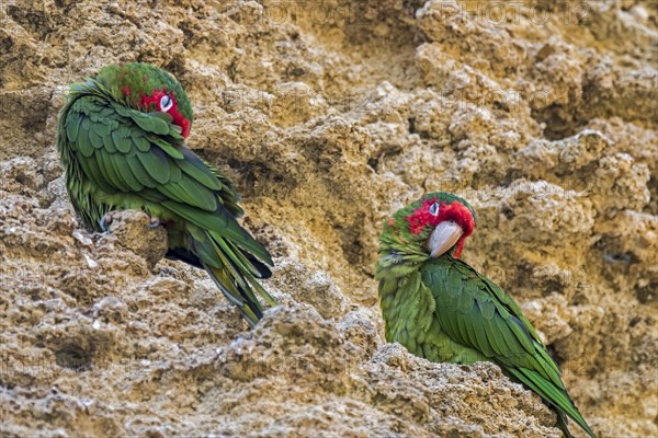 Mitred parakeets