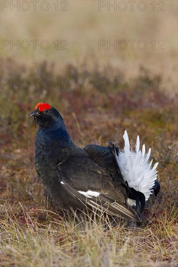 Black grouse