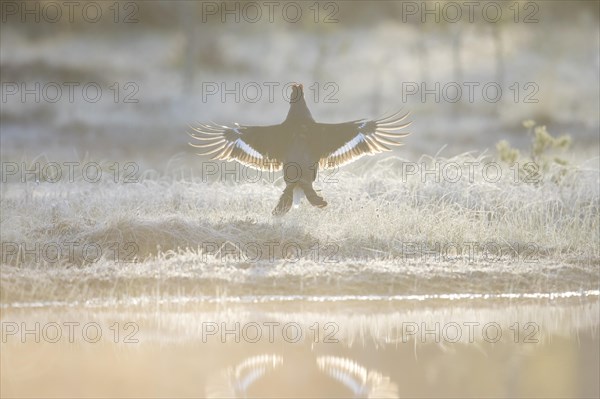 Black grouse