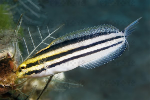 Striped mimicry blenny