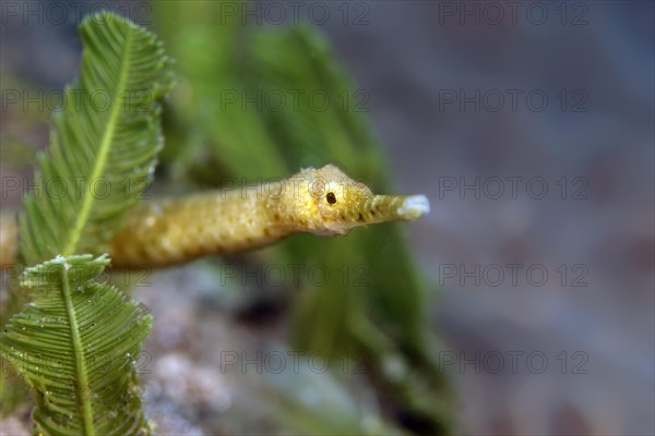 Double-ended pipefish