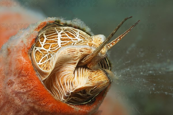 Worm snail