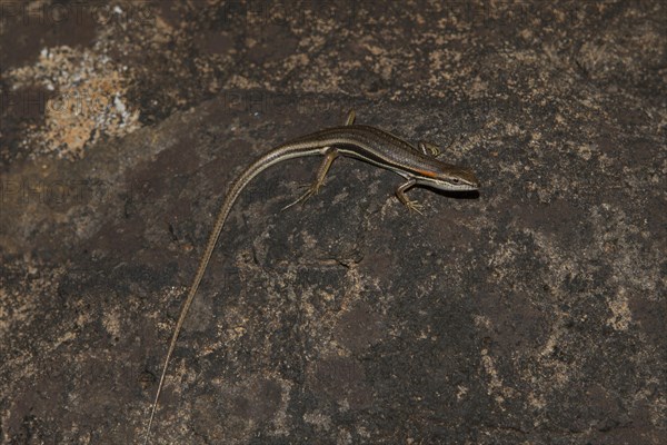 Skink