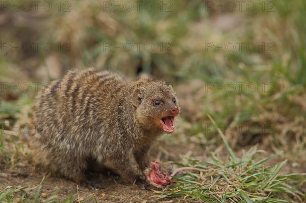 Zebra mongoose