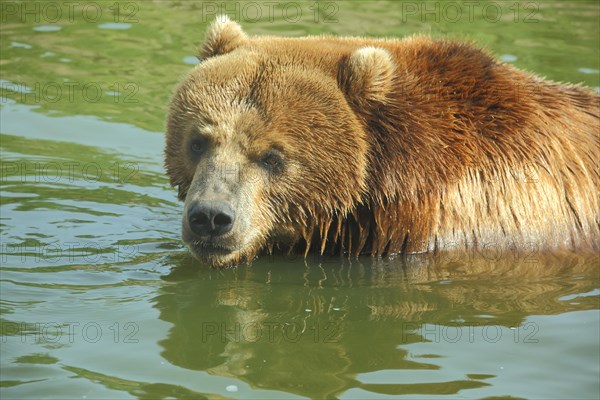 Kamchatka brown bear