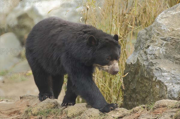 Spectacled bear