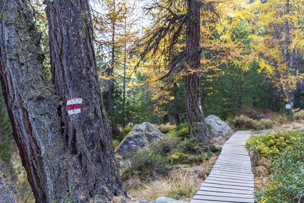 Yellow coloured larches in autumn at Lake Palpuogna