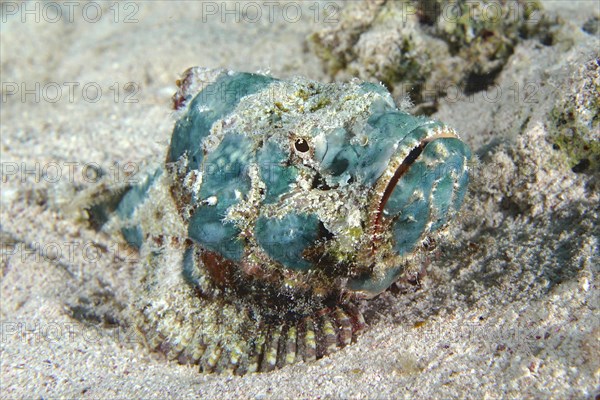 Juvenile false stonefish