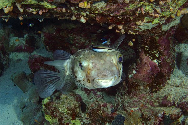 Spotbase burrfish