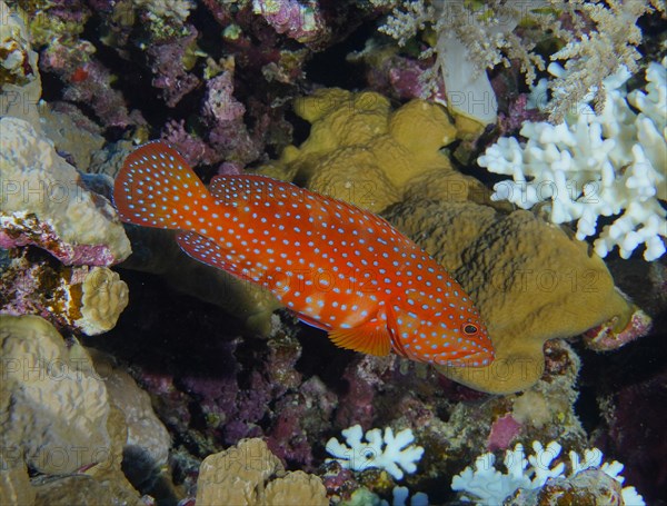 Jewel grouper