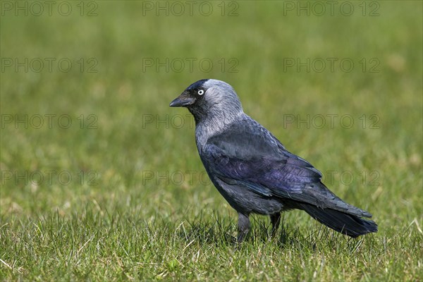 Western Jackdaw