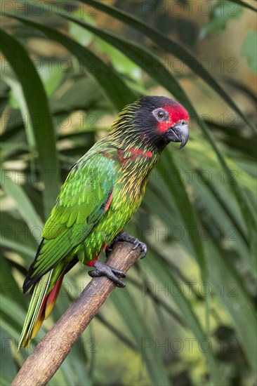 Yellowish-streaked lory