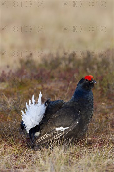 Black grouse