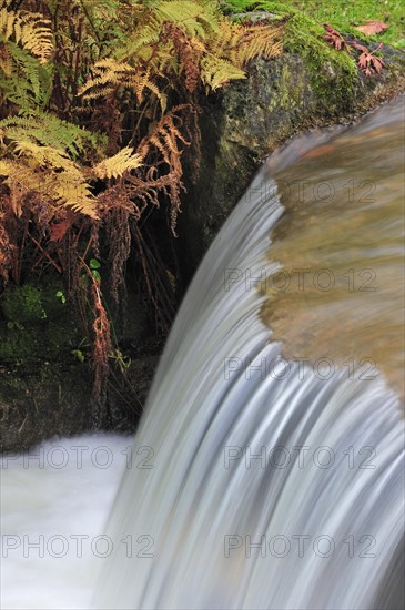 Ferns and waterfall in Japanese garden in autumn at Hasselt