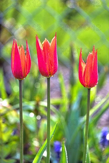 Red tulips