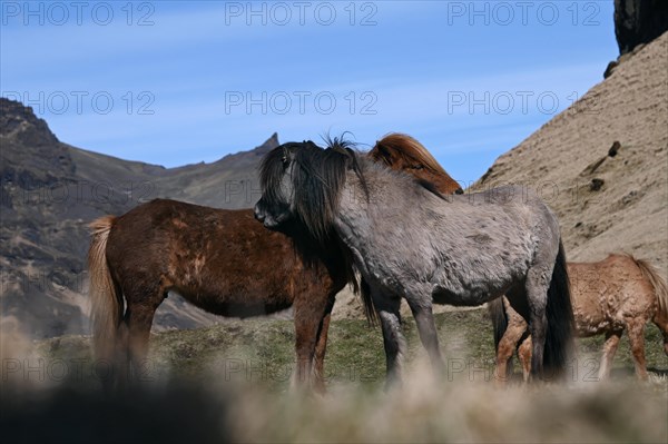 Icelandic horses in a pasture on the south coast of Iceland