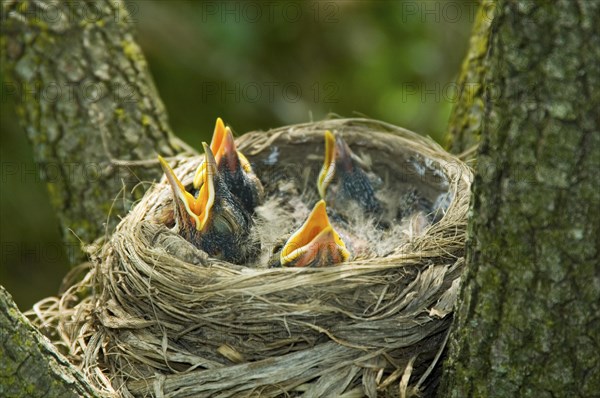 Newly hatched American Robin chicks in the nest