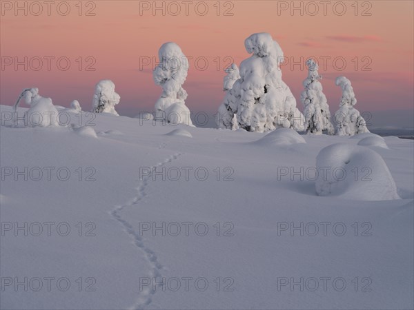 Dawn and snow-covered trees in Pyhae-Luosto National Park