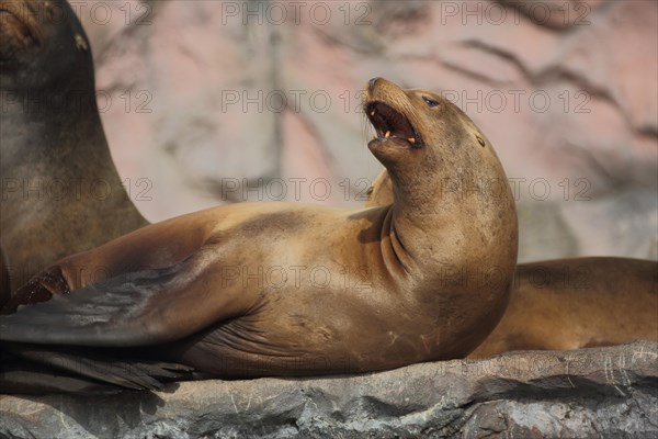 California sea lion