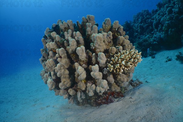 Solid pore coral